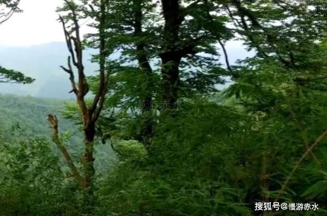 雪公园森林逃生